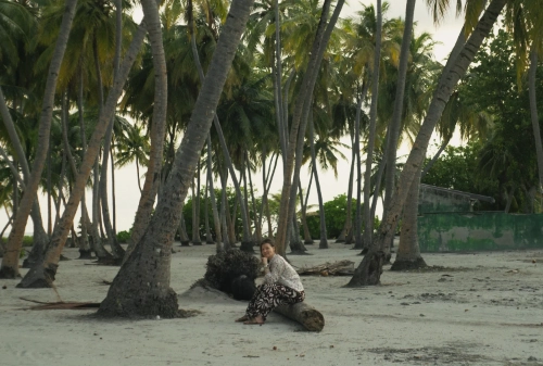 A sandy island beach shaded by palm trees